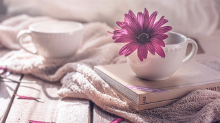 Pink flower white cup book - top of a book free wallpaper