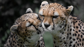 Cheetah rubbing face wild animal - wild free wallpaper