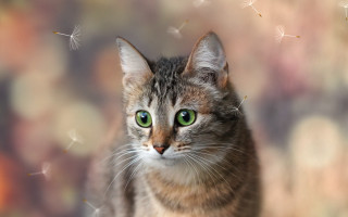 Black cat green eyes dandelions - the background and a blurry background free wallpaper