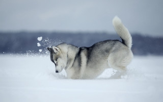 Husky running snow winter flakes - a husky dog free wallpaper