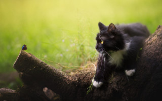 Black white cat tree branch - a small bird free wallpaper