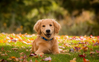 Golden retriever autumn leaves smiling - golden free wallpaper
