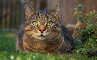 Cat green eyes grass bush - neoplasticism free wallpaper
