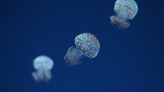 Jellyfish holography night sky moon - jellyfish free wallpaper