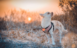 Small dog field harness sunset - renaissance free wallpaper