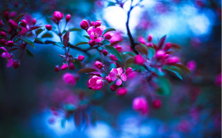 Pink branch flower blurry background - the middle of it free wallpaper