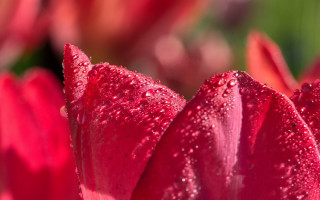 Flower water droplets green background 2 - water droplet free wallpaper