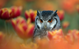 Owl orange eyes field flowers - a black nose free wallpaper