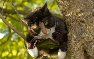 Cat surprised in tree christmas - stuckism free wallpaper