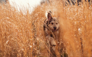 Dog running tall grass field - tall grass free wallpaper