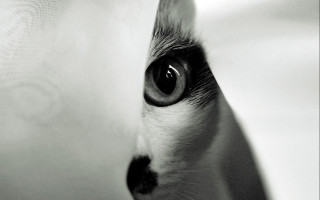 Cat eye curtain symmetry monochrome - symmetrical eye free wallpaper
