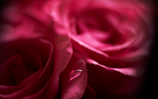 Pink rose black background macro - a pink rose free wallpaper