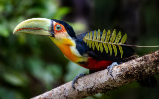 Colorful bird long beak fern - clovis trouille free wallpaper