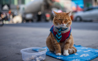 Cat towel pill bowl shiba - professional photo free wallpaper
