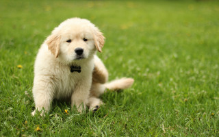 Puppy lying in grass collar - its neck free wallpaper