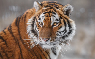 Tiger camera blurry snow grass - a tiger free wallpaper