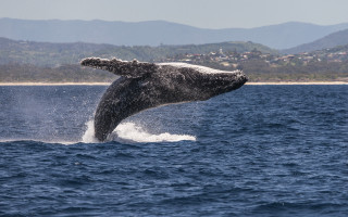 Whale jumping town horizon beach - a whale free wallpaper