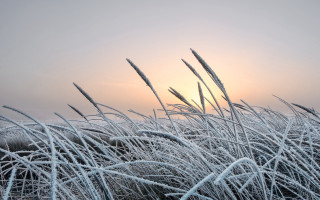 Frosty grassfield sunset sky ferriswheel - the sun in the background free wallpaper