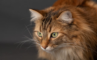 Cat green eyes sad look - a sad look free wallpaper