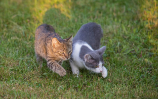 Cat kitten grass walking blurry - the grass together free wallpaper