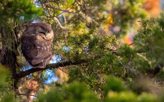 Bird branch forest blue sky - chris labrooy free wallpaper