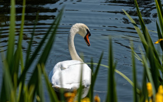 Swan pond yellowflowers greenplant bokeh - yellow flower free wallpaper