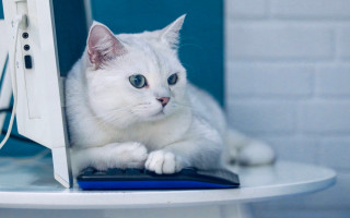 White cat computer desk blurry - a white cat free wallpaper