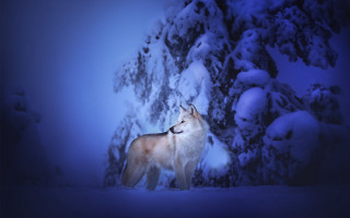 Wolf snowy forest fullmoon nature - branch free wallpaper
