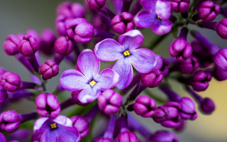 Purple flowers yellow centers green - david budd free wallpaper