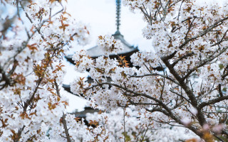 White flowered tree pagoda blue - an gyeon free wallpaper for desktop