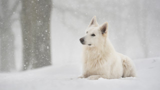 White dog snow trees night - elke vogelsang free wallpaper