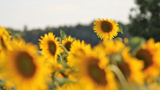 Sunflower field autumn sky clouds - impressionist free wallpaper