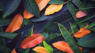 Orange green leaves plant puzzle - a close up of a bunch free wallpaper