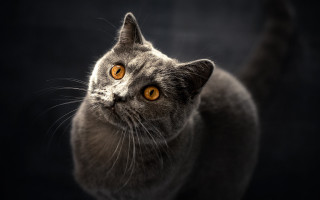 Cat yellow eyes night moon - a black background free wallpaper for desktop