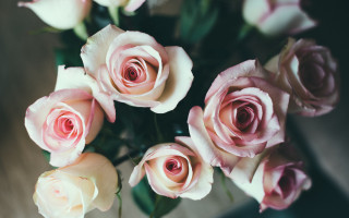 Pink roses vase tabletop blurry - pink rose free wallpaper