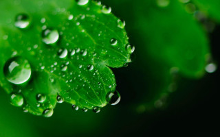Green leaf water droplets bokeh 5 - a green leaf free wallpaper