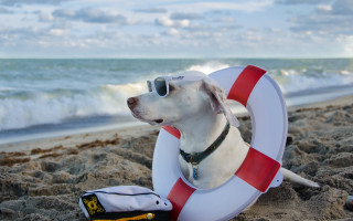 Dog sunglasses beach ocean lifepreserver - the beach free wallpaper for desktop