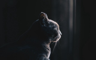 Cat window sill monochrome realistic - caspar wolf free wallpaper