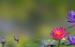 Water lilies lake bird lily - a digital painting free wallpaper