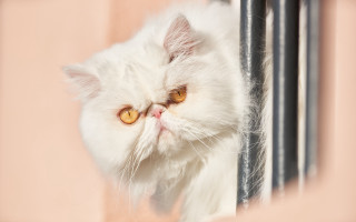 White cat window sad pink - a white cat free wallpaper