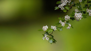 Branch white flowers green leaves 9 - white flower free wallpaper
