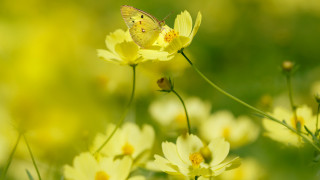 Yellow butterfly yellow flower field 2 - a yellow butterfly free wallpaper