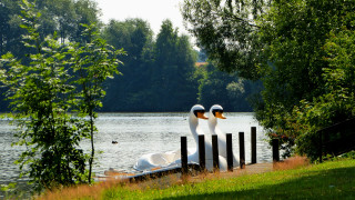 White ducks dock lake trees - de hirsh margule free wallpaper