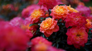 Flowers vase table room colorful - many free wallpaper