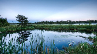 Pond trees grass blue sky 3 - tall grass and trees free wallpaper