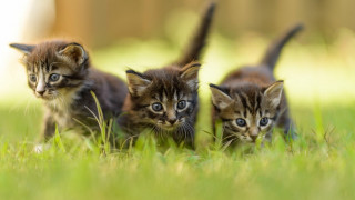 Three kittens grass blue eyes - the camera and the other free wallpaper