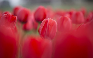 Red flowers water droplets closeup - shallow free wallpaper