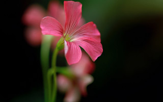 Pink flower green stem black 2 - a green stem in the background free wallpaper