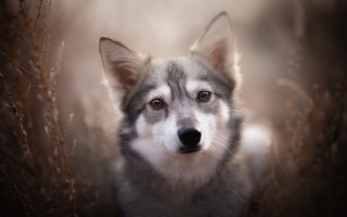 Shiba inu dog tilt shift - elke vogelsang free wallpaper