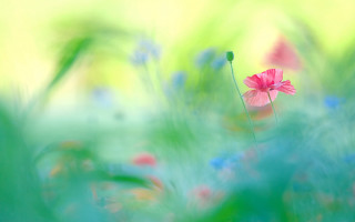 Pink flower field blurry impressionist - soft free wallpaper